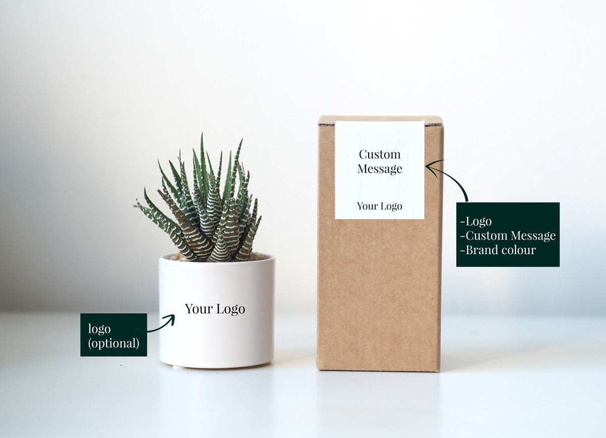 succulent gift message OSLO