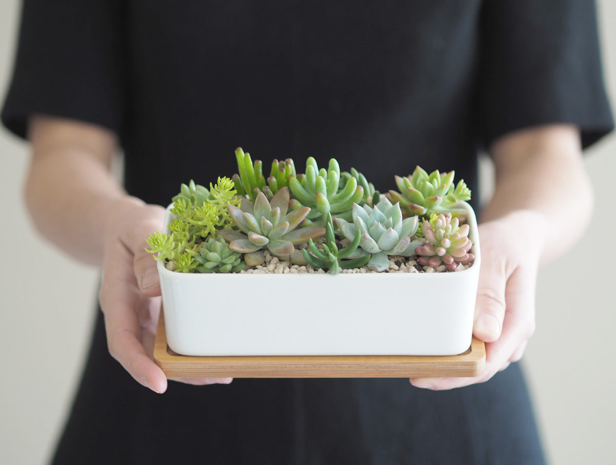 diy succulent planter kit Succulent Garden DIY Kit | Free Express AU Shipping