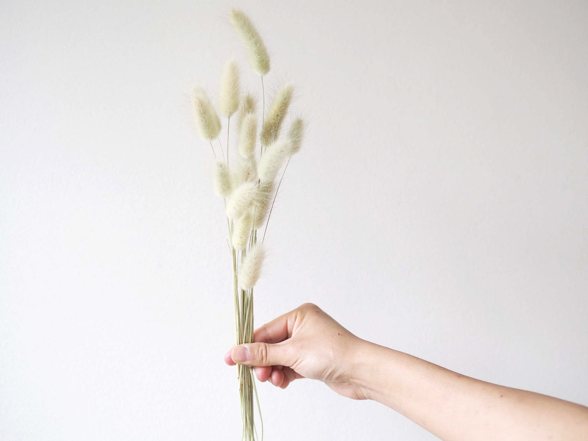 BUNNY - naturally dried bunny tail grass 1