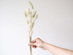 BUNNY - naturally dried bunny tail grass 1