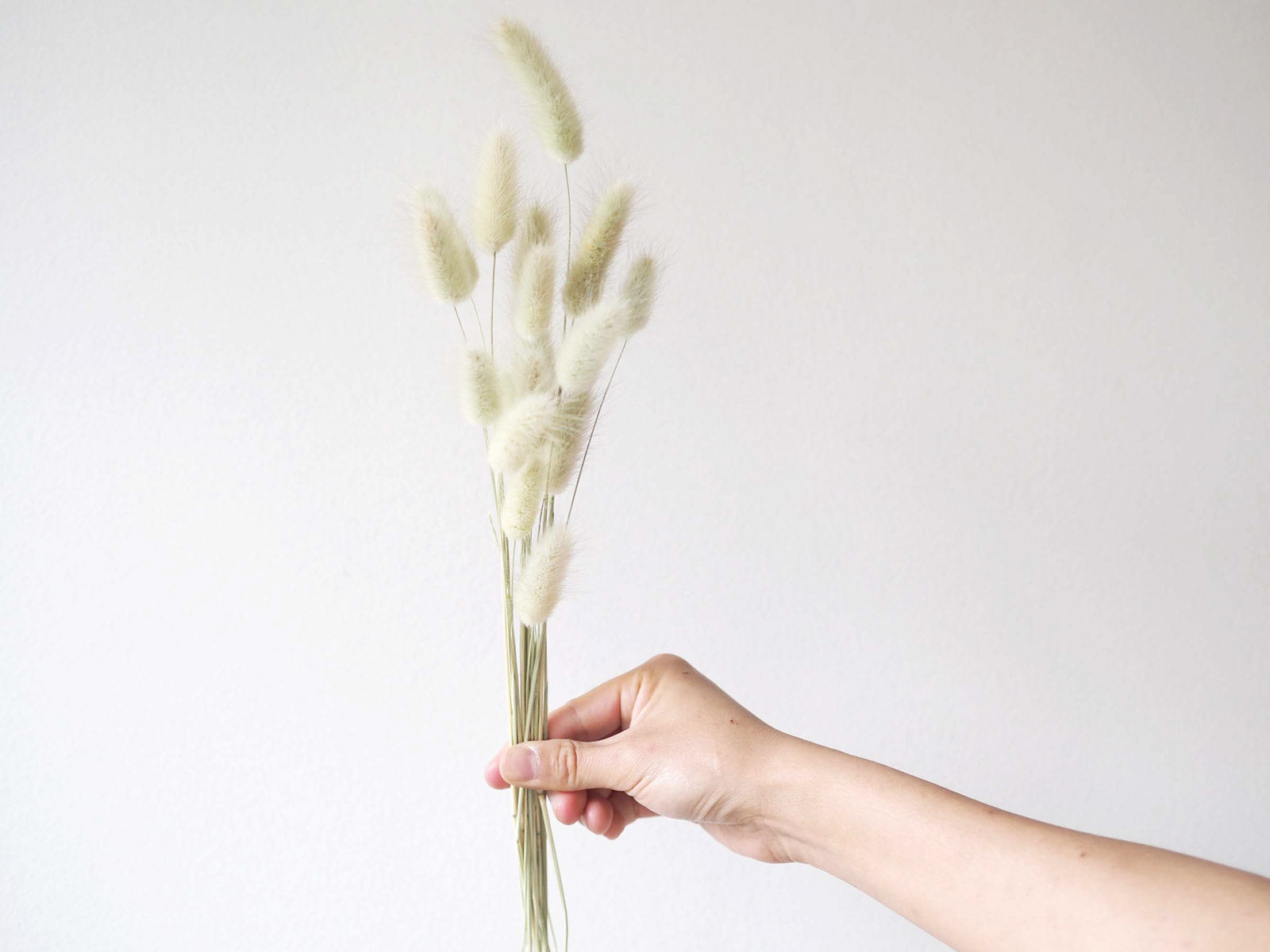 BUNNY - naturally dried bunny tail grass 1