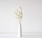 BUNNY - naturally dried bunny tail grass 3