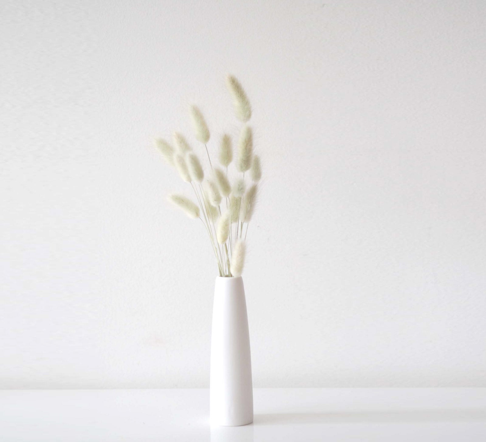 BUNNY - naturally dried bunny tail grass 3