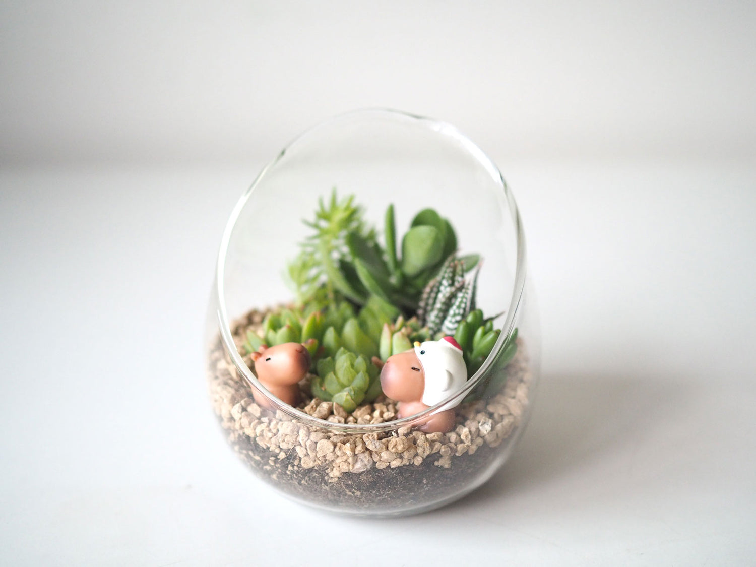 Succulent Terrarium DIY Kit - Cappy Together