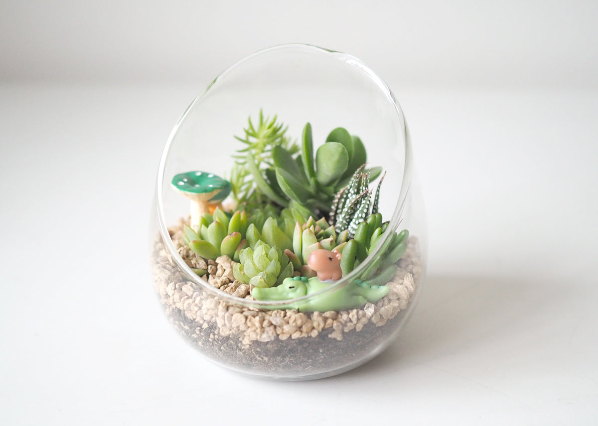 Succulent Terrarium DIY Kit - Happy Croc Ride