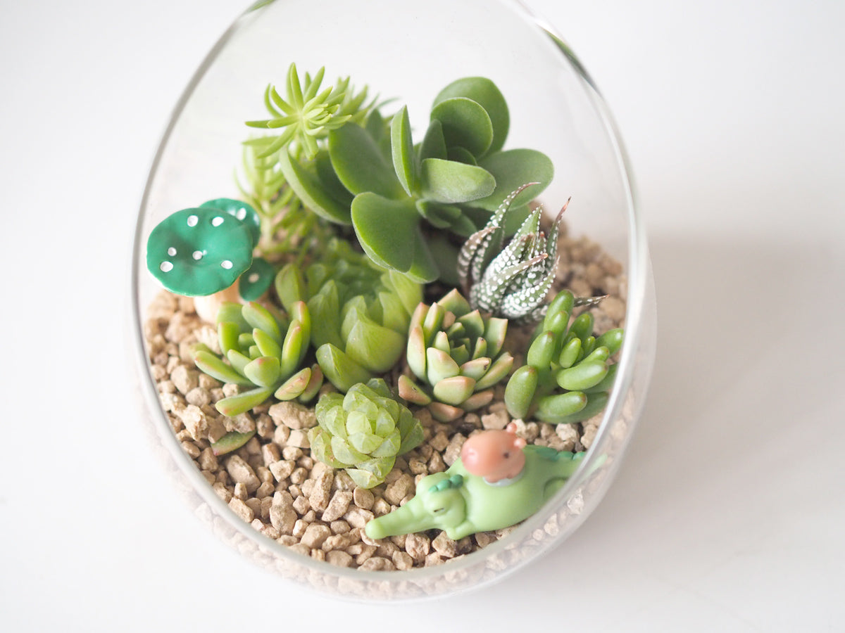 Succulent Terrarium DIY Kit - Happy Croc Ride