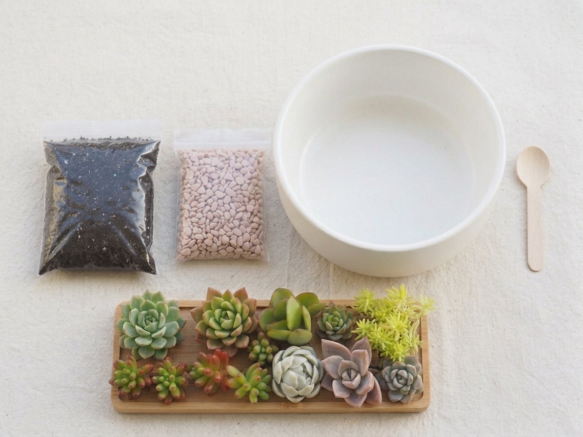 Zen Garden Succulent DIY Kit in White Ceramic Pot