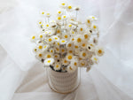 Dried White Everlasting Paper Daisy Bunch image 2
