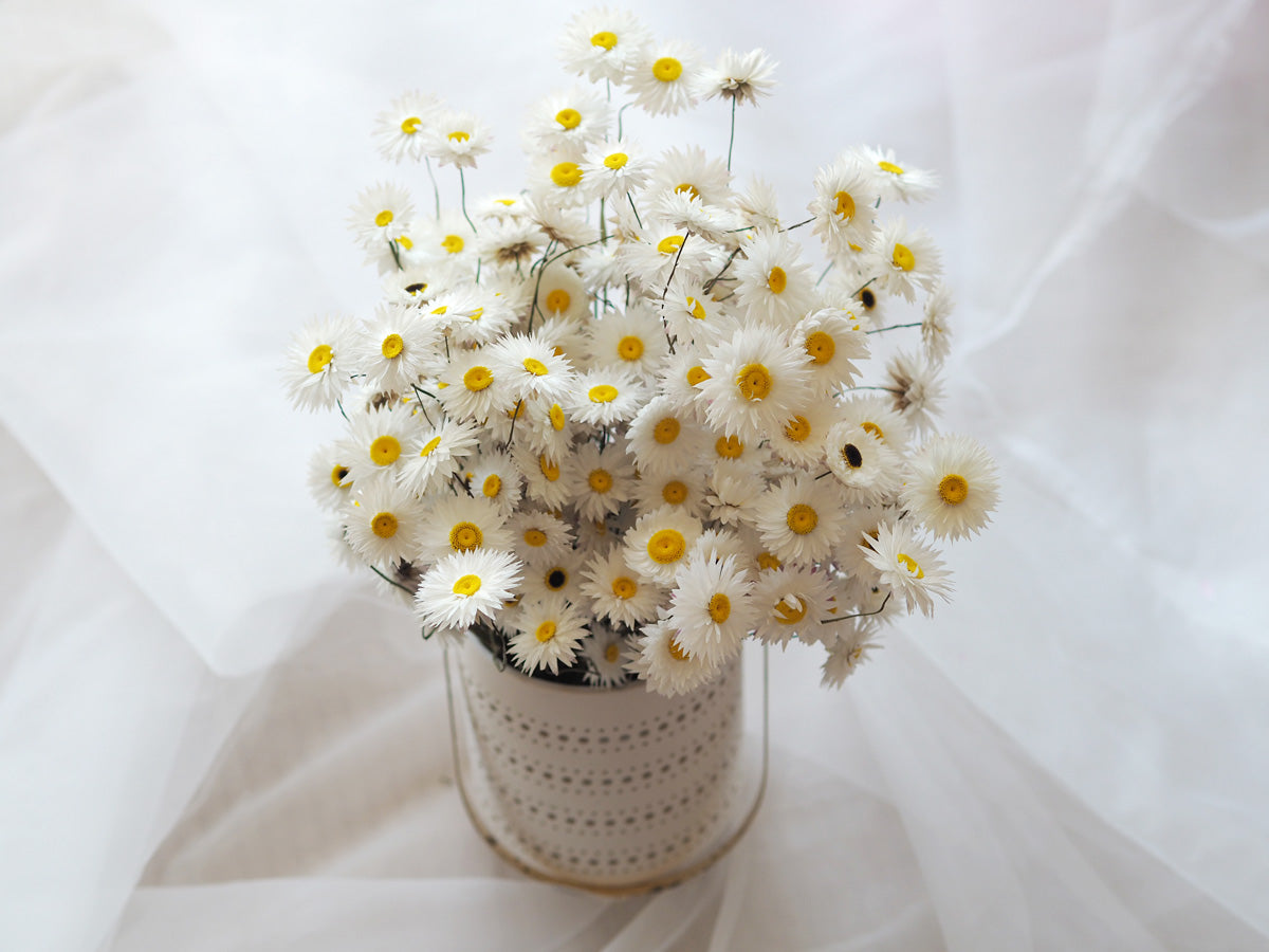 Dried White Everlasting Paper Daisy Bunch image 2