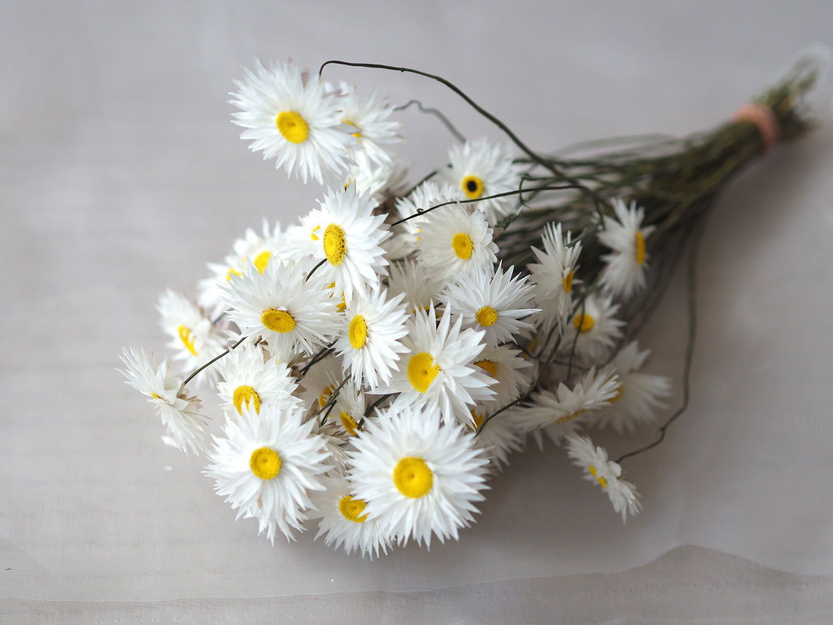 Dried White Paper Daisy Bunch Australia Delivery 