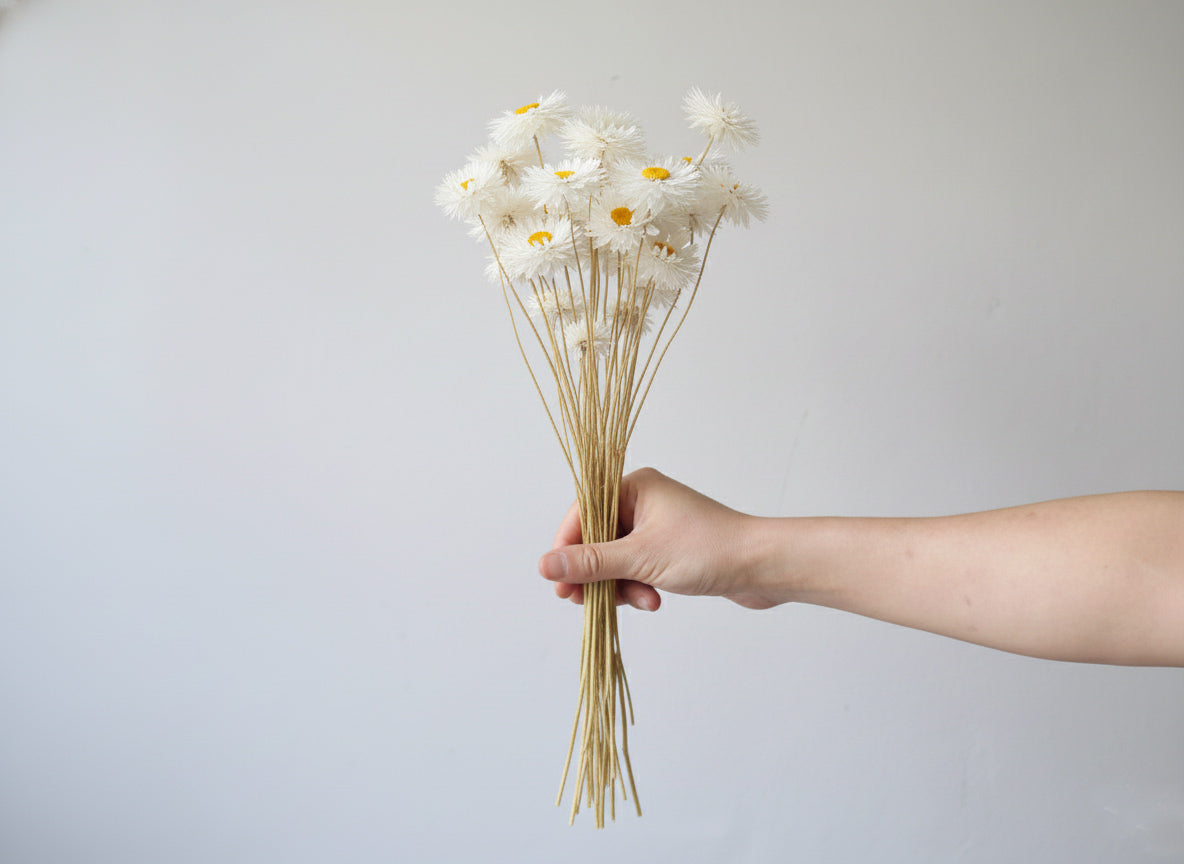 Dried White Paper Daisy Bunch Australia Delivery 2