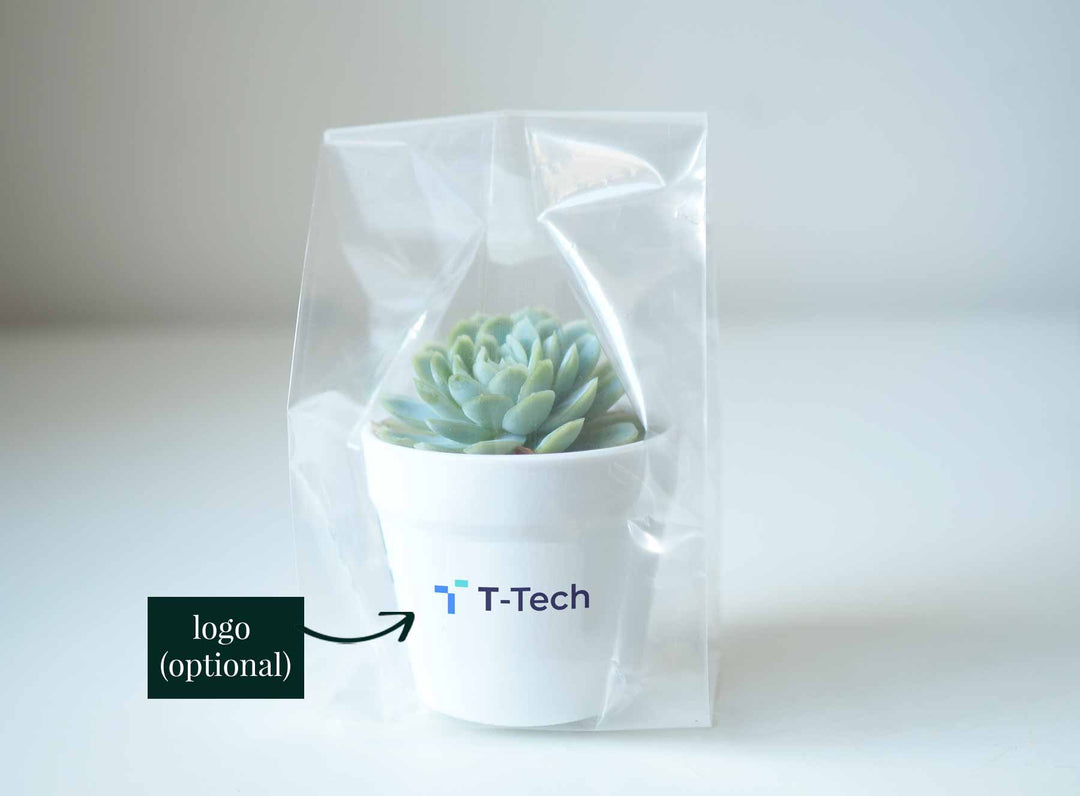 LOLY - branded corporate succulent gift box