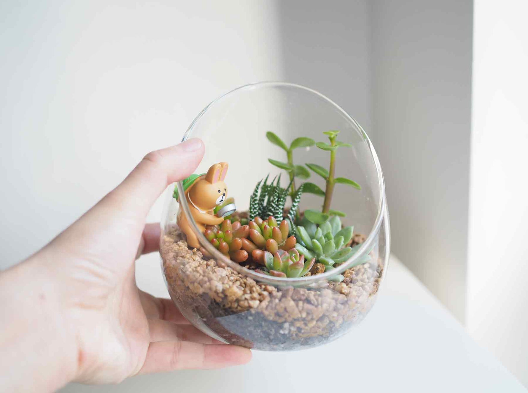 succulent terrarium melbourne Succulent Terrarium DIY Kit - The Botani Bunny