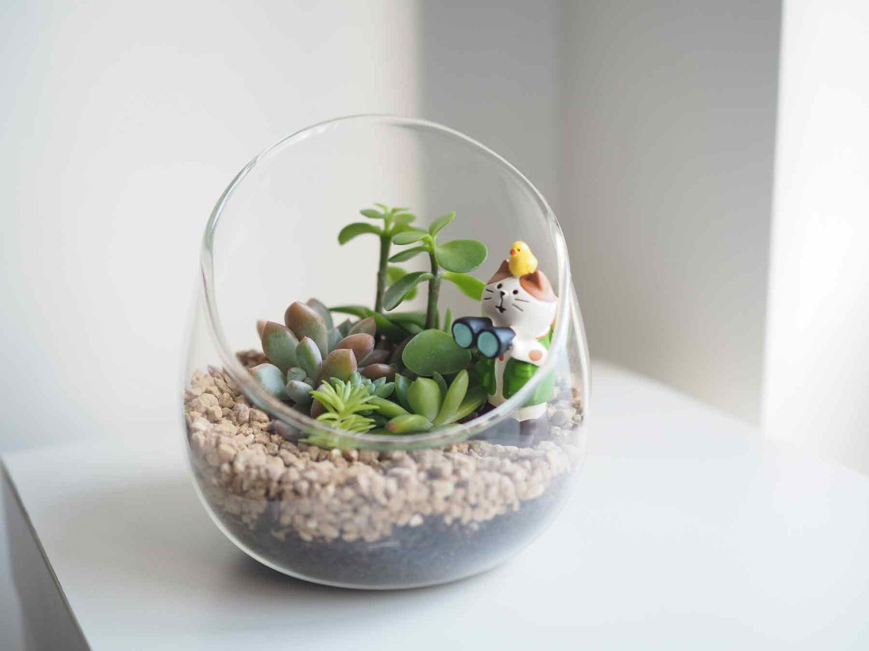 diy succulent terrarium kit Succulent Terrarium DIY Kit - The Meowplorer