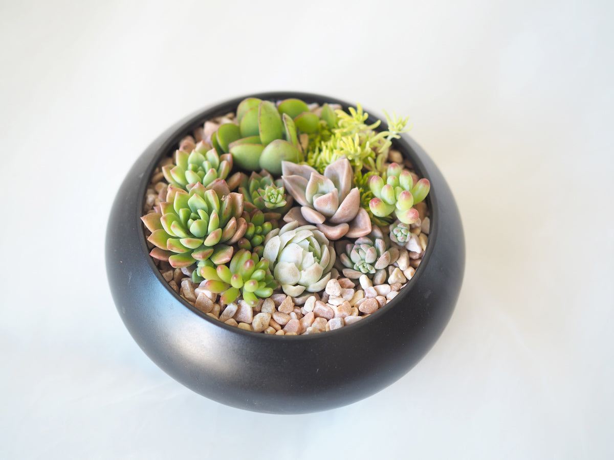 Zen Garden Succulent DIY Kit in Black Ceramic Pot