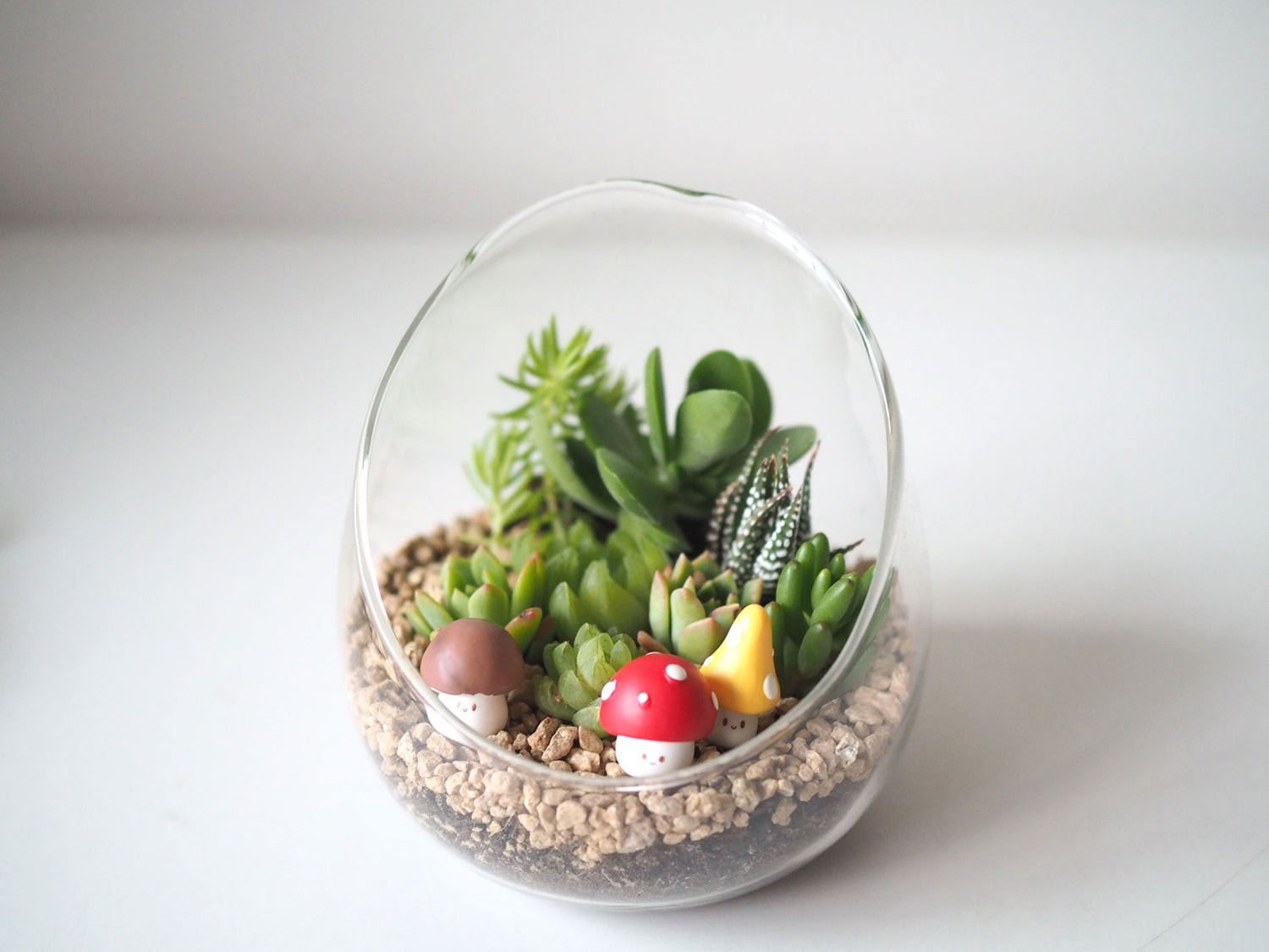 Succulent Terrarium DIY Kit - Mushroom Magic