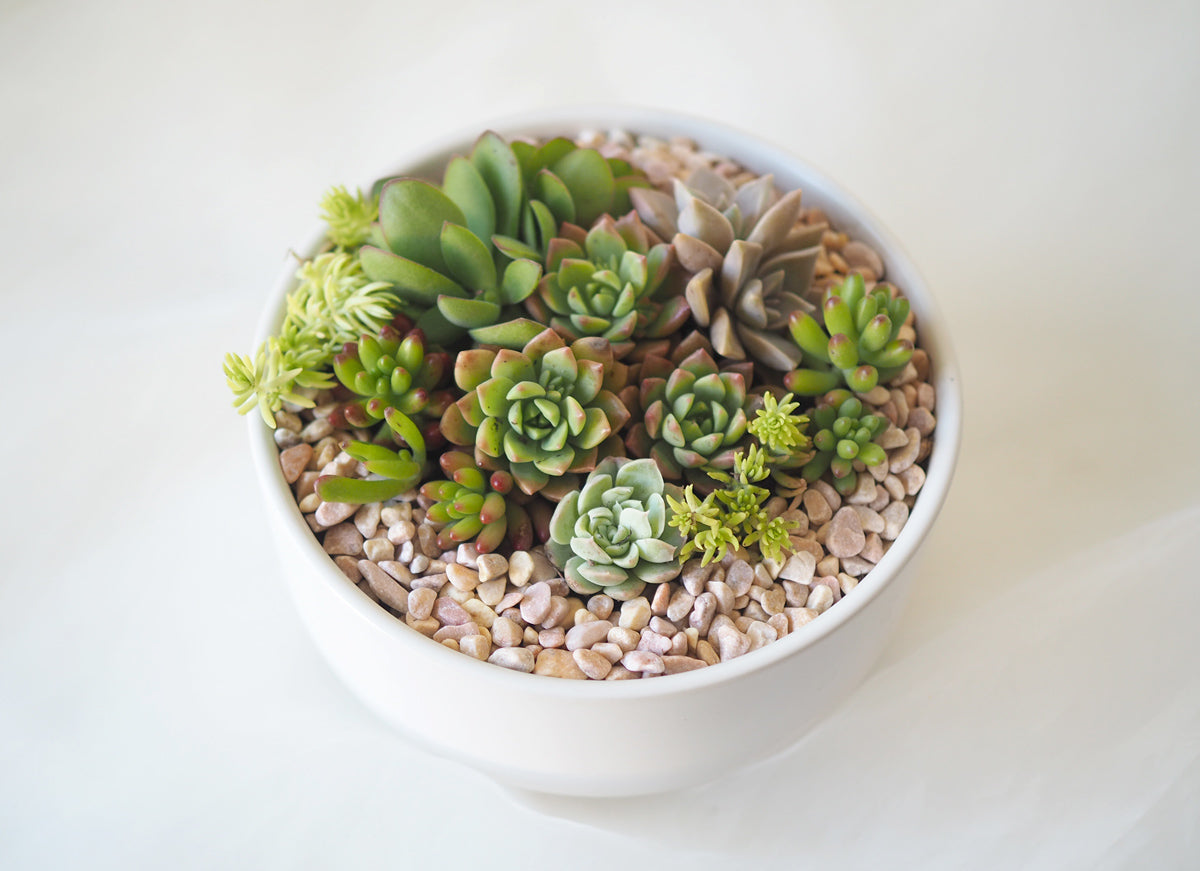 Zen Garden Succulent DIY Kit in White Ceramic Pot