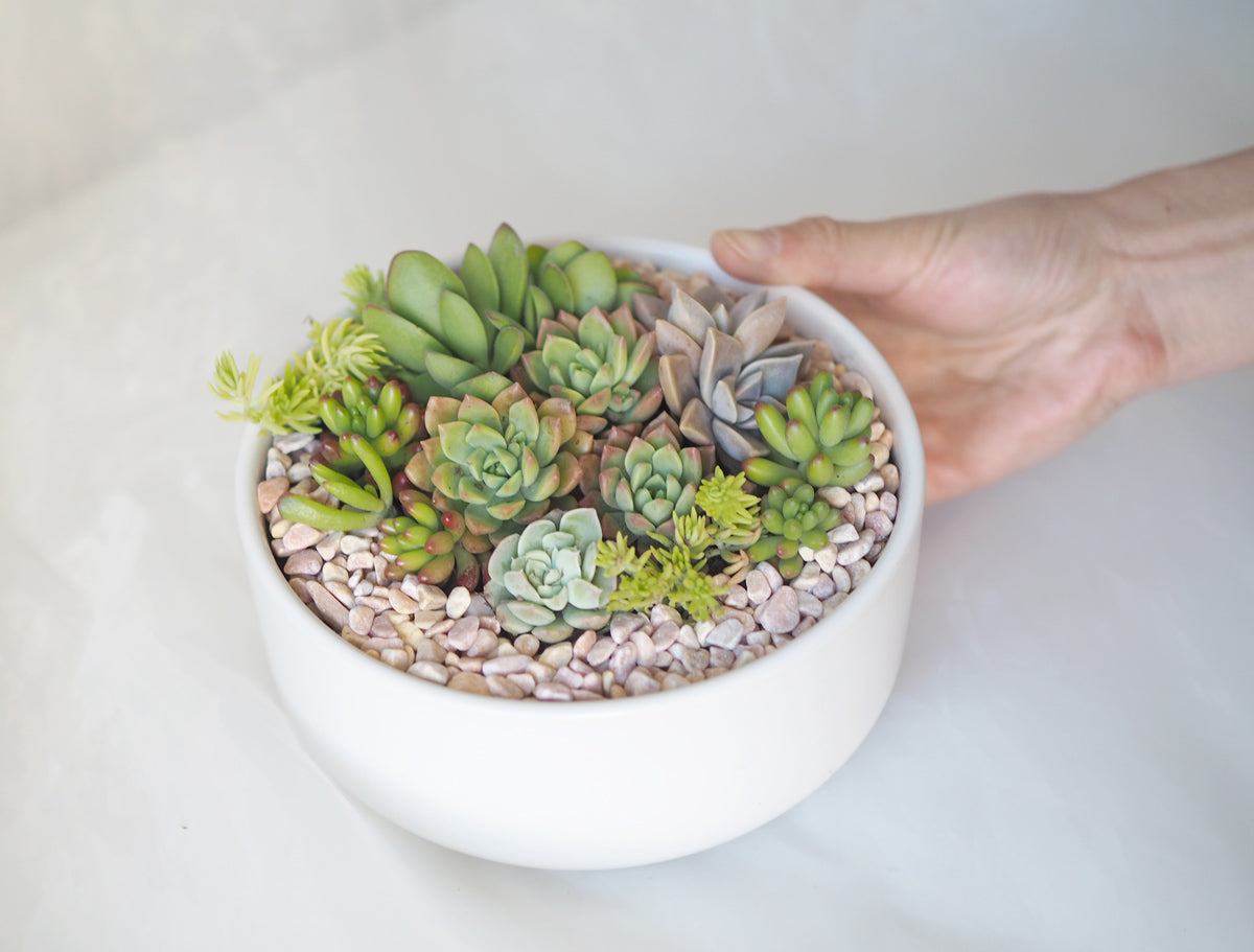 Zen Garden Succulent DIY Kit in White Ceramic Pot