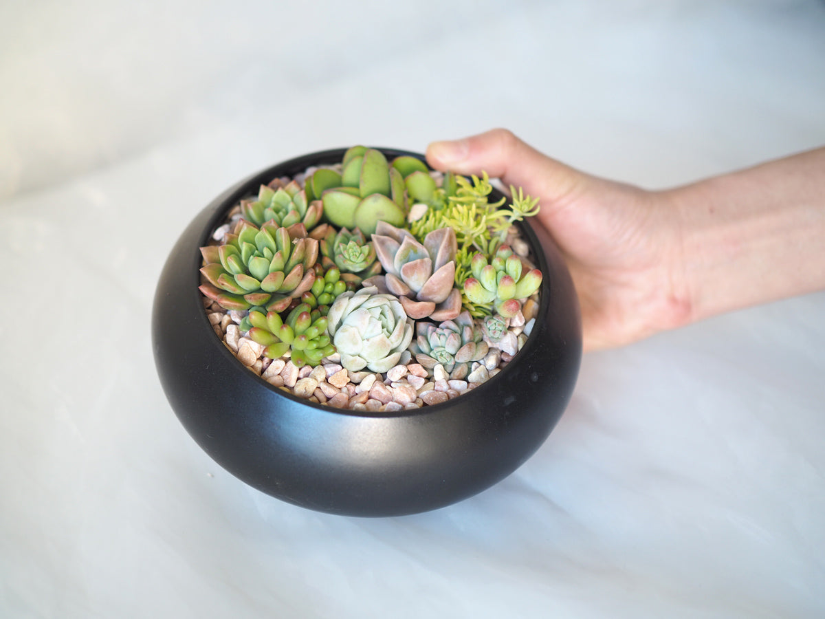 Zen Garden Succulent DIY Kit in Black Ceramic Pot