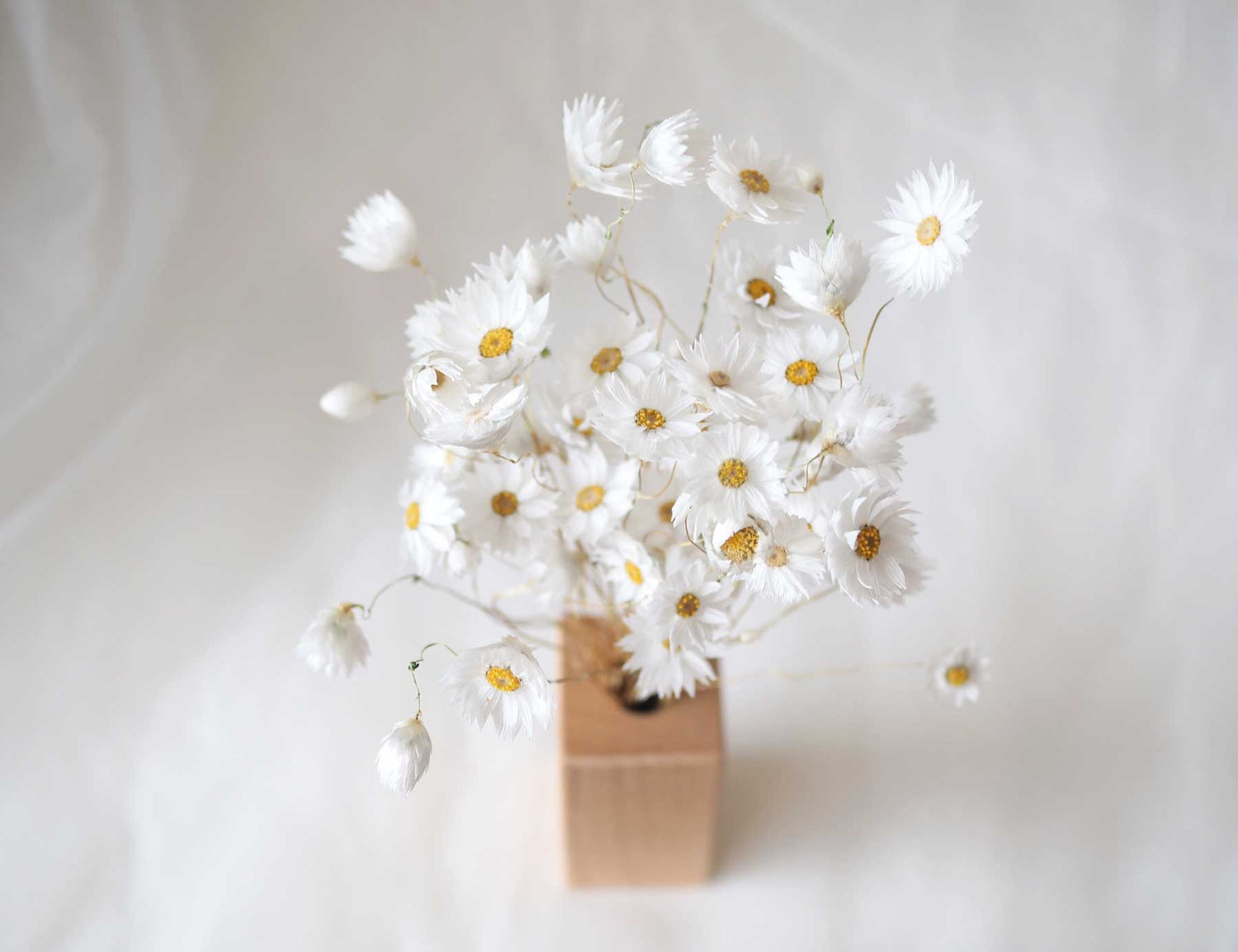 SNOW – dried white paper daisies in a wooden vase