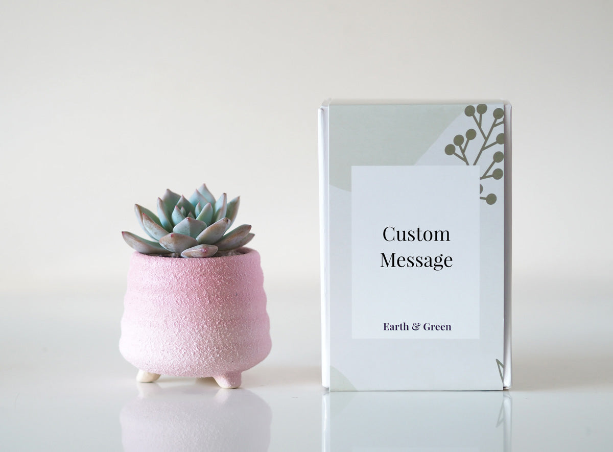 BELL - Personalised Potted Succulent Gift Box