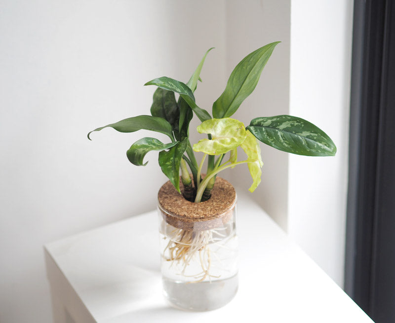 Propagation Vessel and Hydro Plant Vase