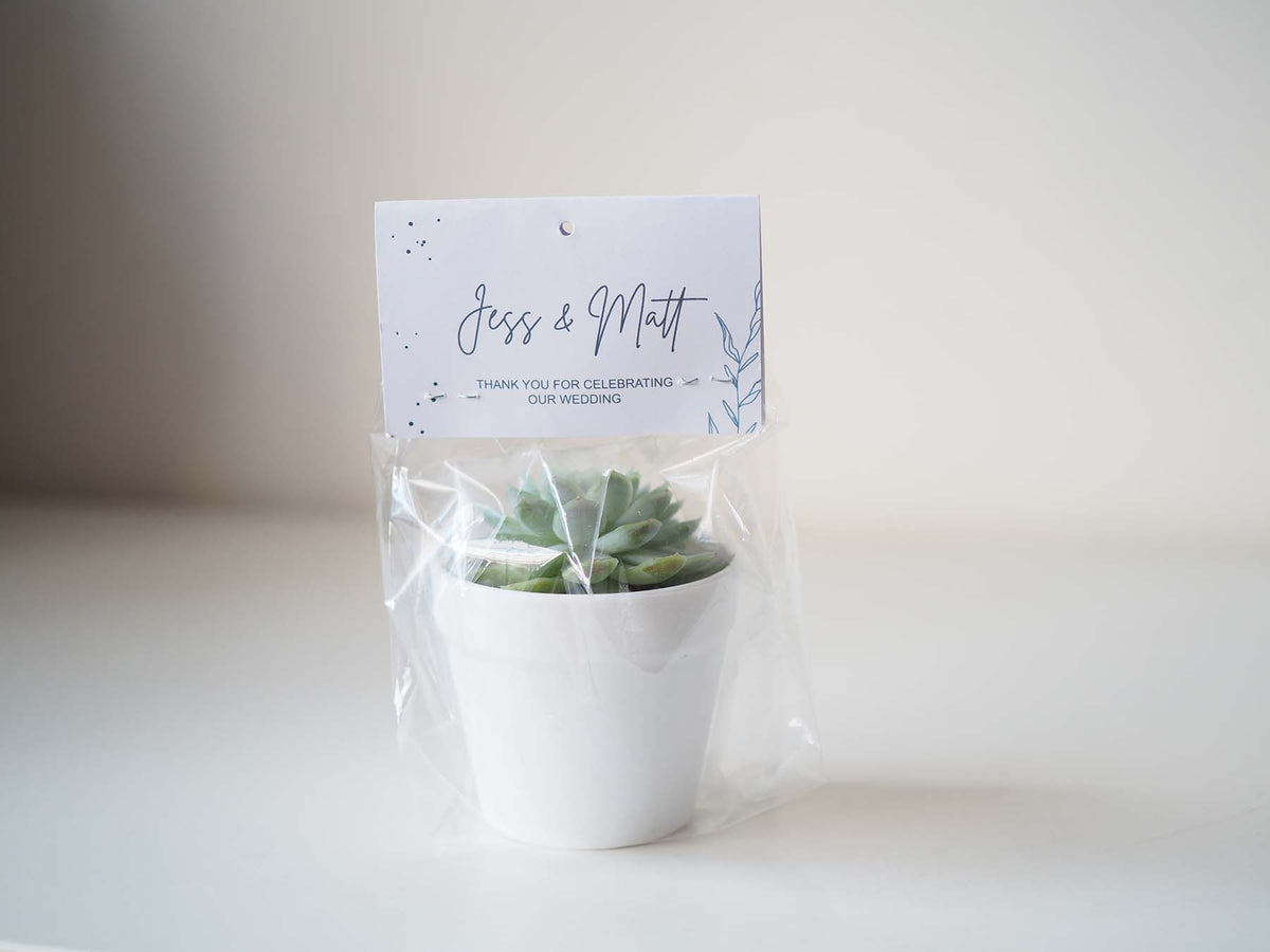 Succulent Gift Favours for Wedding and Event
