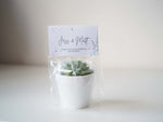 Succulent Gift Favours for Wedding and Event