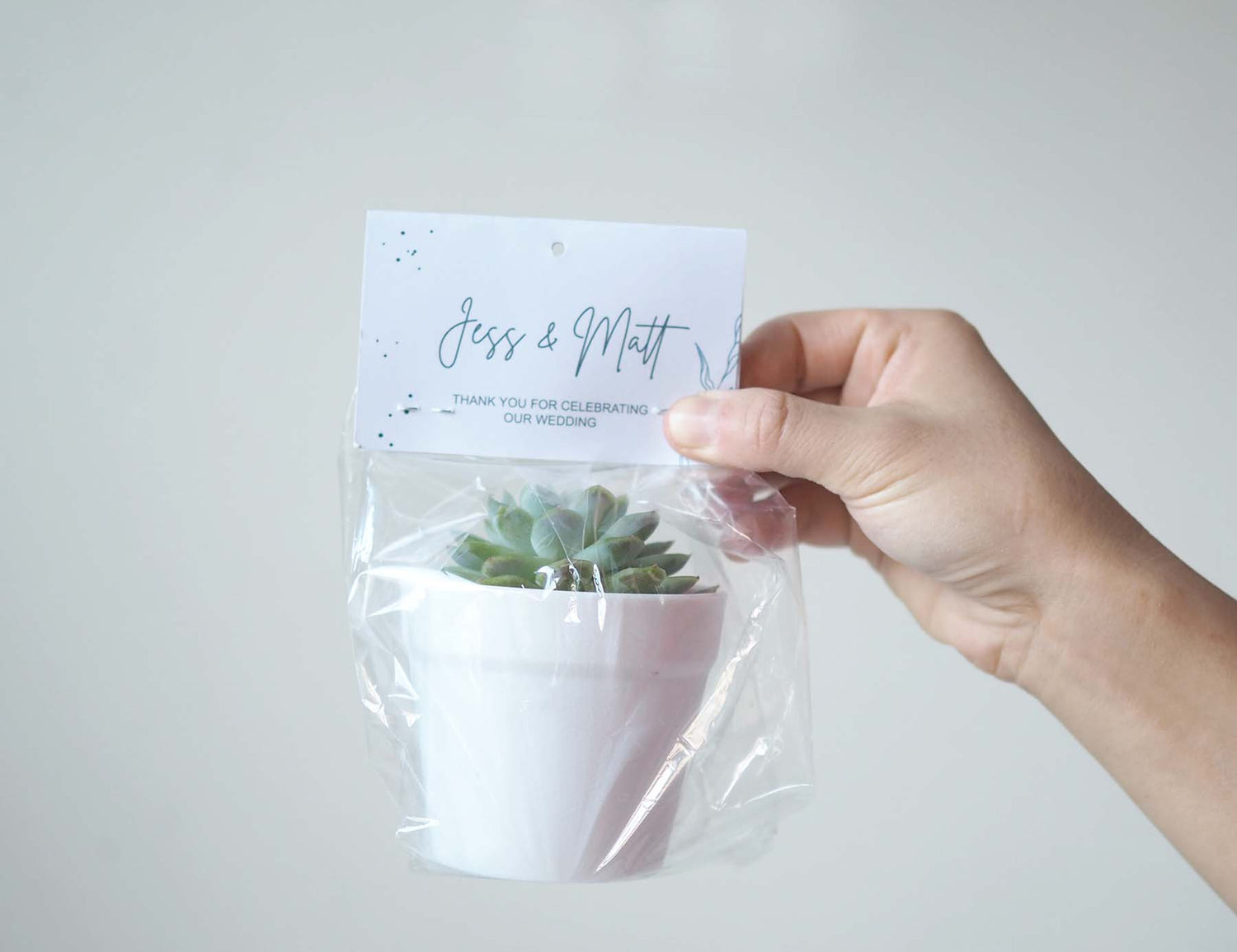 Succulent Gift Favours for Wedding and Event2