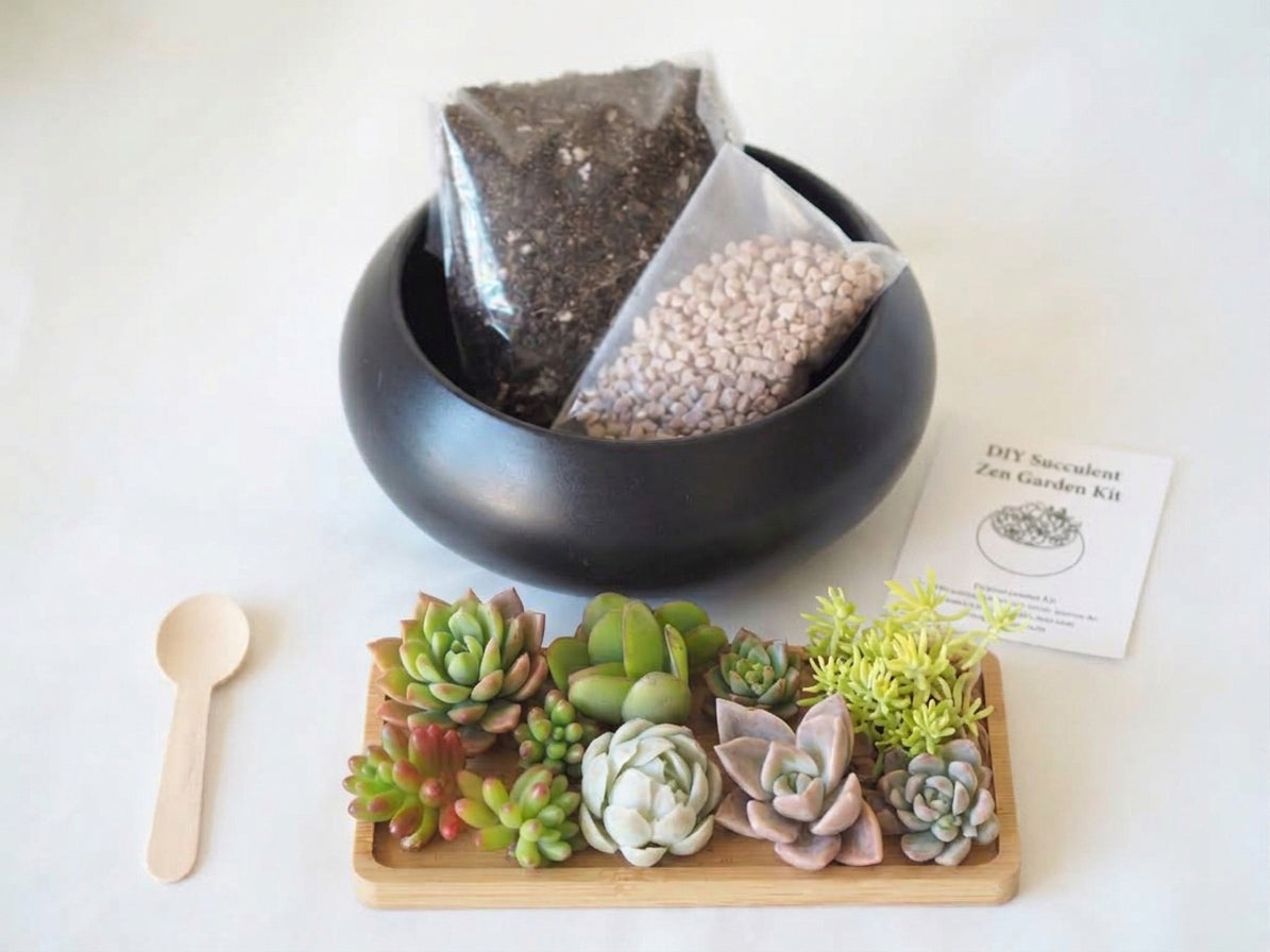 Zen Garden Succulent DIY Kit in Black Ceramic Pot