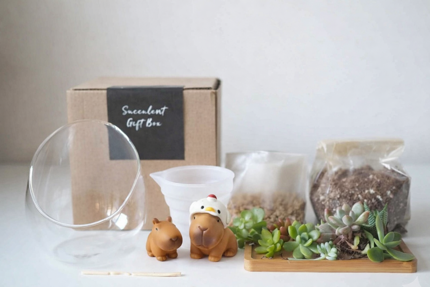 Succulent Terrarium DIY Kit - Cappy Together