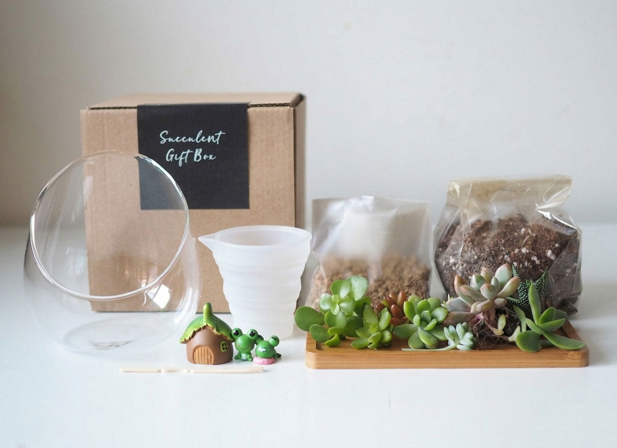 Succulent Terrarium DIY Kit - The Frogetfuls