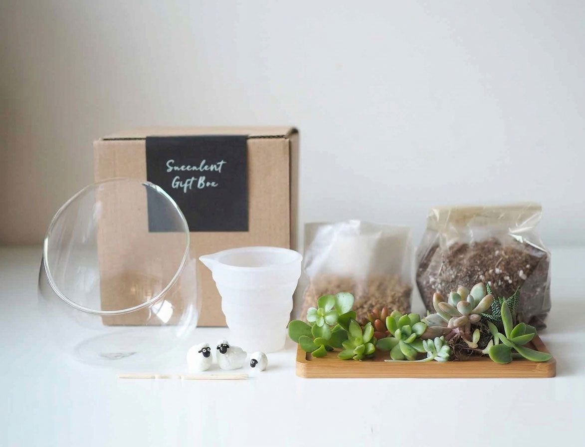 Succulent Terrarium DIY Kit - The Woolly Family