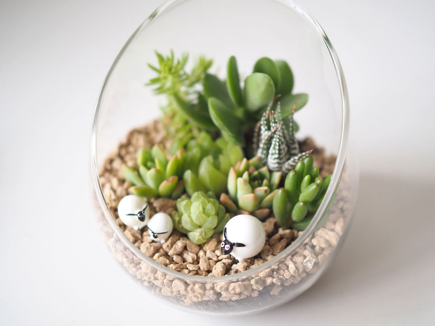 Succulent Terrarium DIY Kit - The Woolly Family