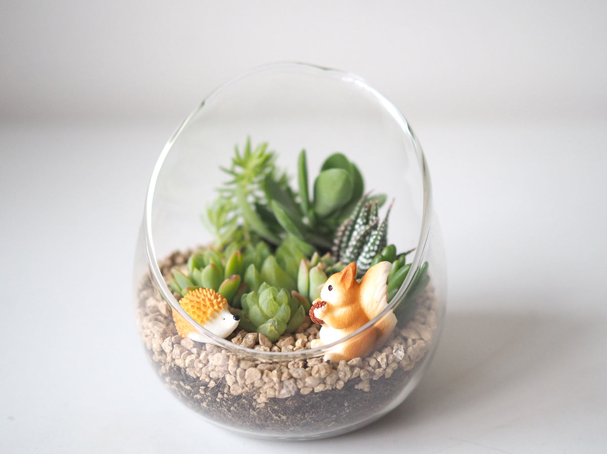Succulent Terrarium DIY Kit - Forest Friends