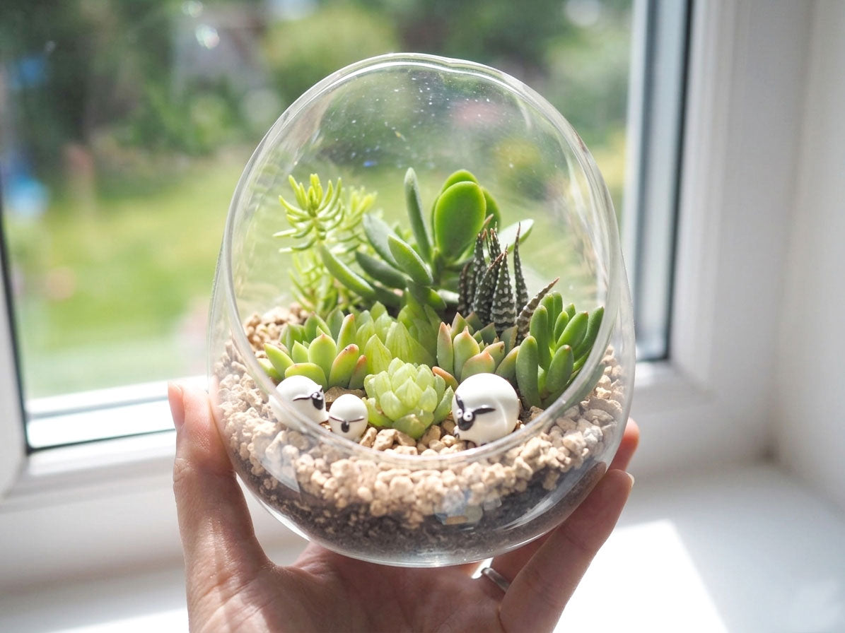 succulent terrarium melbourne Succulent Terrarium DIY Kit - The Woolly Family