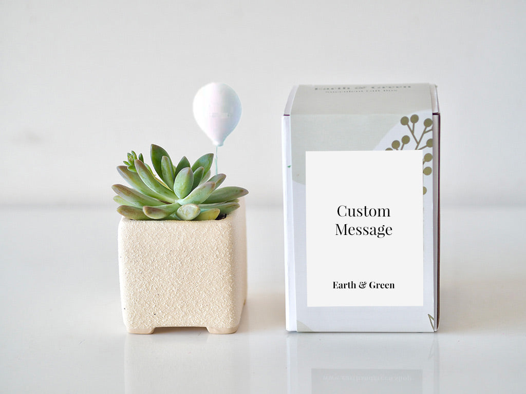 BALLOON - Personalisable Succulent Gift Box